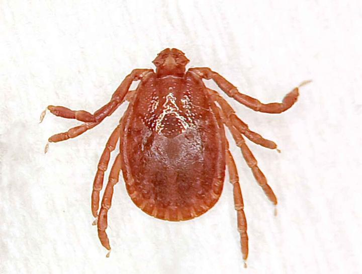 Asian Longhorn Tick in US