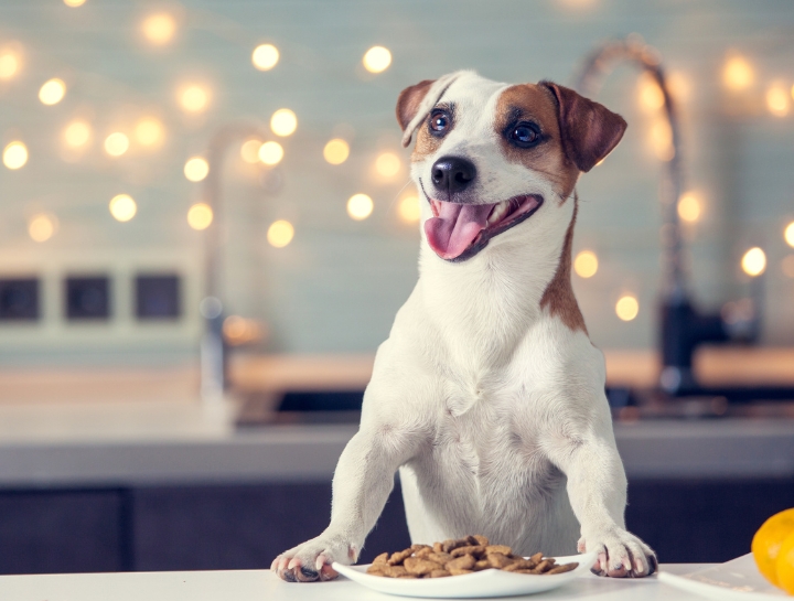 Why grain-free is not recommended for your pet.